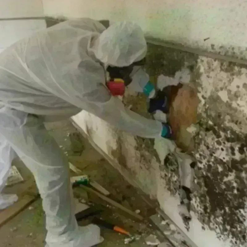 Mold Remediation and Removal in Marion, IA